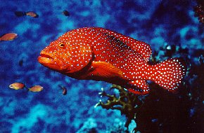 grouper