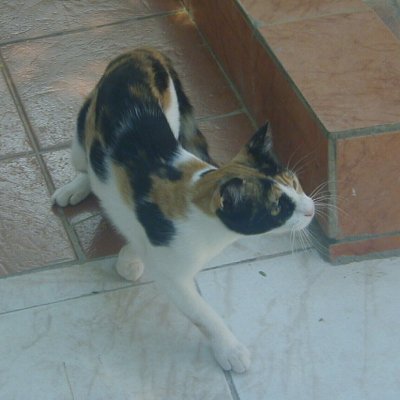 Eine der zahlreichen Hotelkatzen,,,